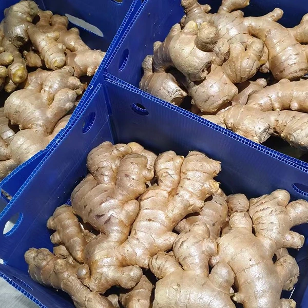 Fresh Ginger Market omfavner kvalitetsopgradering