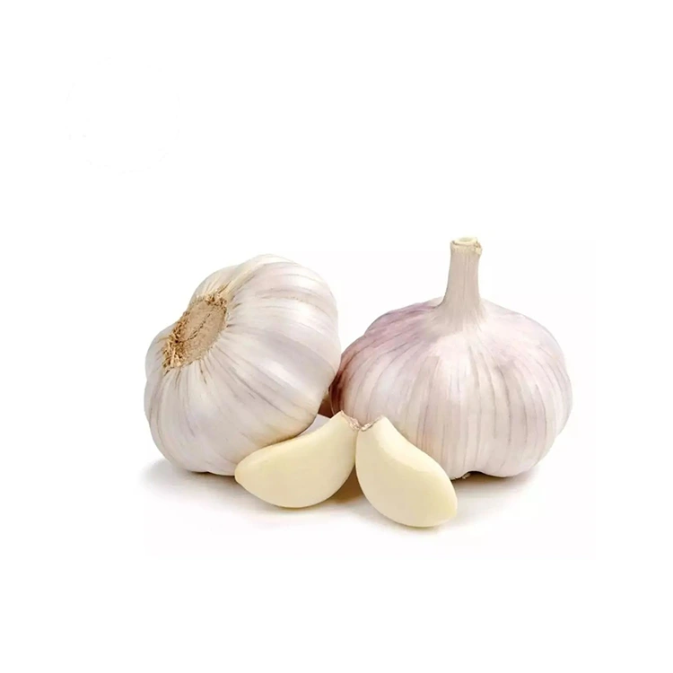 Premium fast og fyldig normal hvid hvidløg