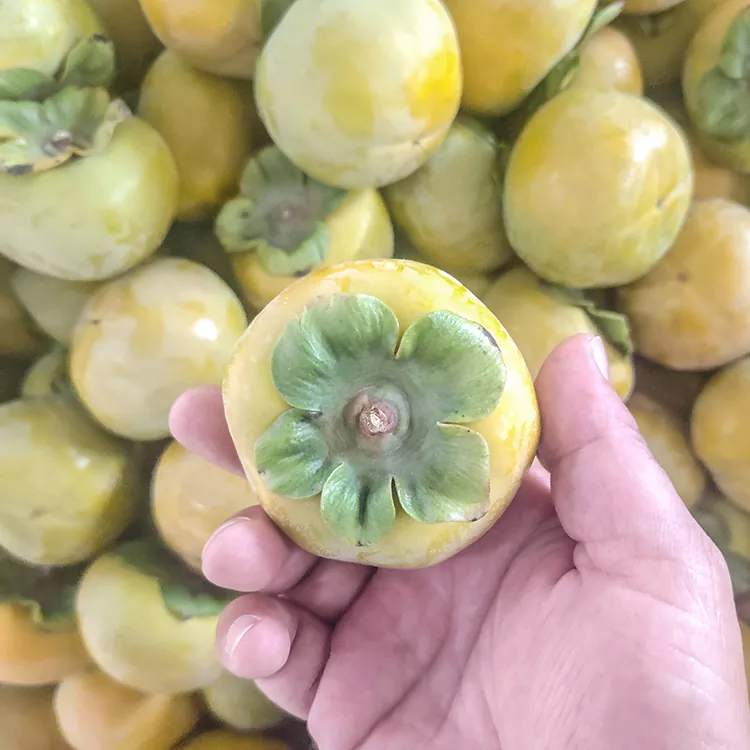 Premium frisk sprød persimmon