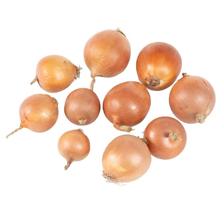 Premium friske gule løg